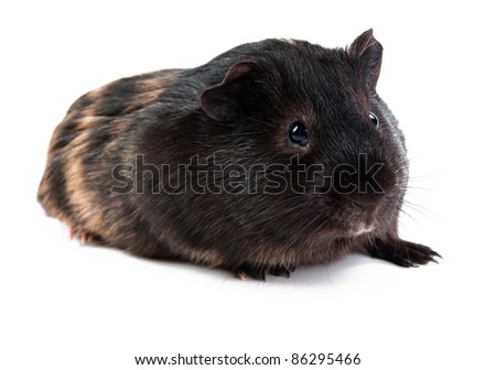 brown cavy on white background
