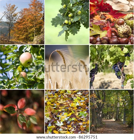 Autumn collage with different autumn pictures