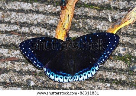 Purple butterfly (Popinjay)