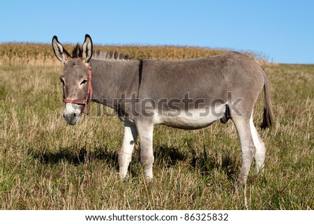 Grey donkey in the pasture
