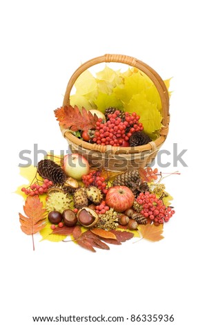 Autumn leaves and fruits isolated on white