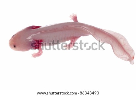 albefaction American Axoloto salamander newt isolated on white