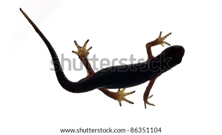 Palmate newt. Dark silhouette of a newt  isolated on a white light background. Triturus helveticus. Lissotriton helveticus