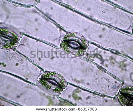 Real photo of plant cells and stoma with green chloroplast Royalty-Free Stock Photo #86357983