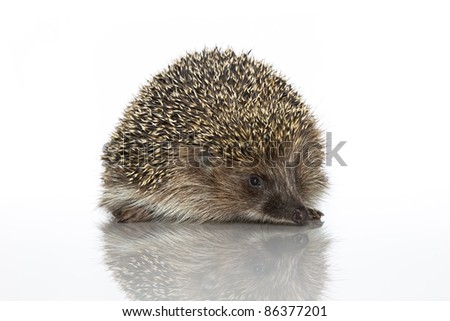 A young hedgehog, about a year. In  front of white background