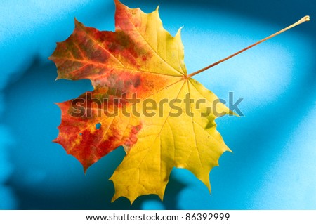Leaf isolated on the blue background