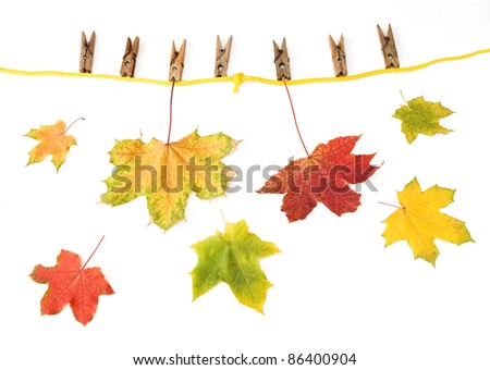 Colorful fall leaves hanged on clothesline with clips isolated on white