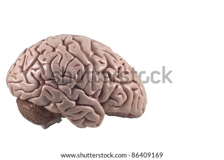 human brain model, isolated