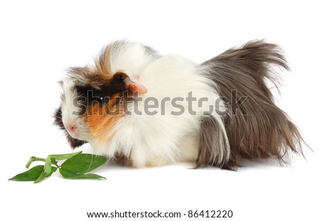 Cute pet. Guinea pig on a white background.