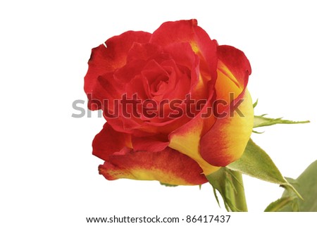 Fresh orange/red roses on a white background