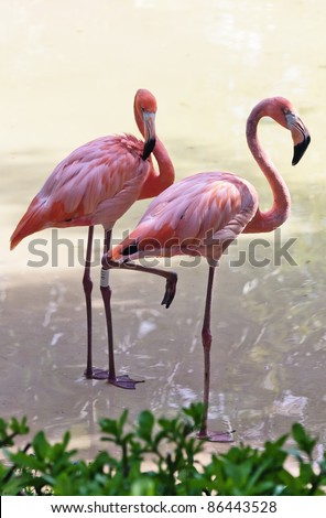 Flamingos in the park as xcaret - Mexico