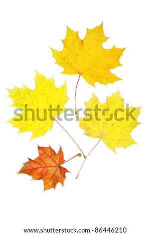 maple leaves over white background with clipping path