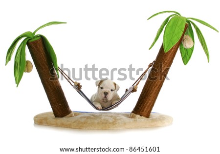 puppy on holidays - english bulldog puppy laying in hammock between two palm trees on white background