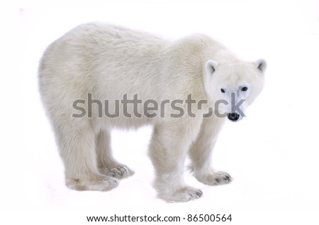 Polar Bear isolated on the white background. Royalty-Free Stock Photo #86500564