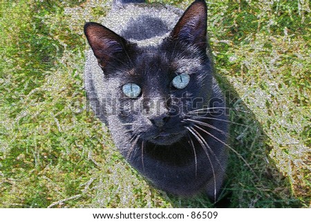 Black cat with blue eyes artisticly enhanced