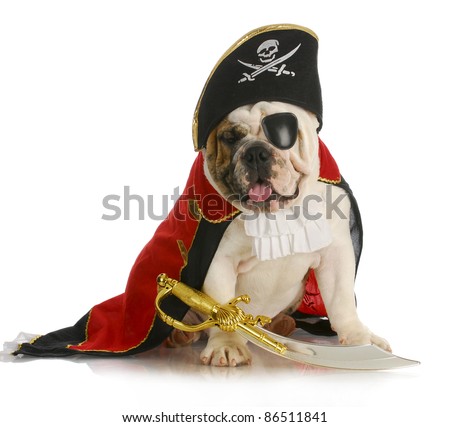 dog pirate - english bulldog dressed up like a pirate on white background