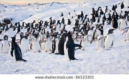 a large group of penguins having fun in the snowy hills of the Antarctic