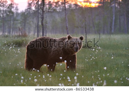 Brown bear in blossoming grass in the bog at sunset
