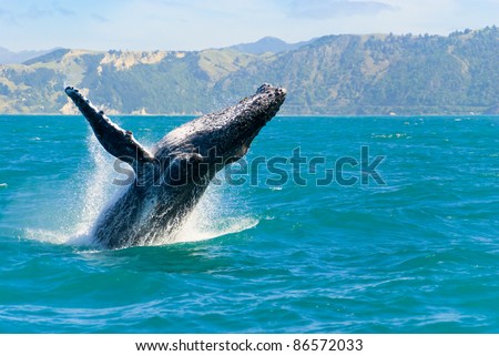 Massive humpback whale playing in water captured from Whale watching boat in Kaikoura, New Zealand. The animal is on its route to Australia Royalty-Free Stock Photo #86572033