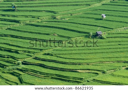 paddy rice field bali