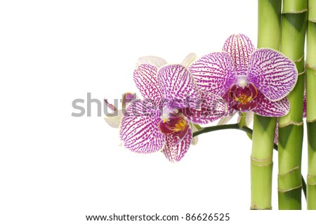 Branch pink orchid and bamboo grove