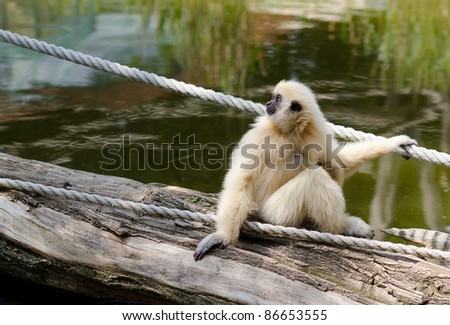 Young Gibbon Monkey in Vienna Zoo