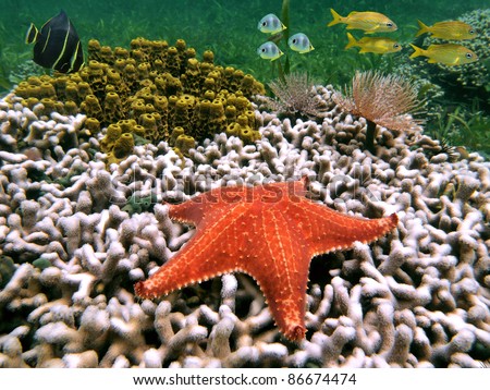 Underwater life on the seabed of the Caribbean sea with starfish on coral, sponge, marine worm and tropical fish