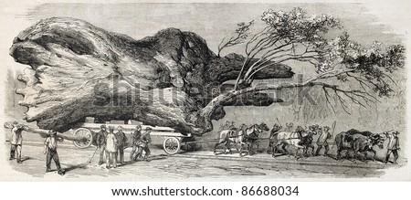 transporting a big oak in Pompogne, near Casteljaloux, France. Created by Ducros, published on L'Illustration, Journal Universel, Paris, 1860
