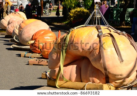 Line of giant pumpkins at a harvest festival in Oregon
