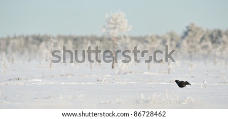 Black grouse on the snow
