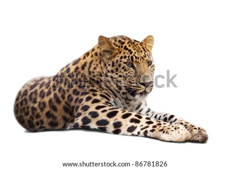 lying leopard over white background
