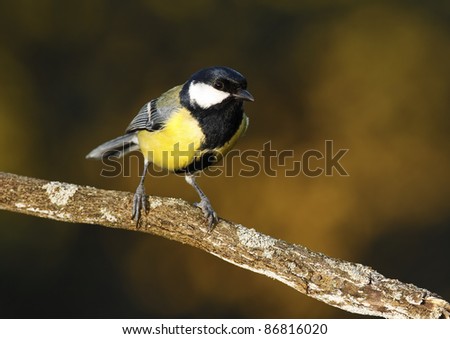 great tit in their host