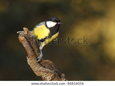 great tit in their host