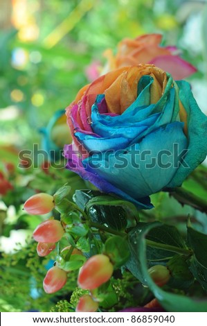 close-up of colourful rose flower
