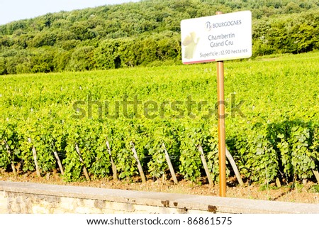 grand cru vineyards Chambertin, Burgundy, France