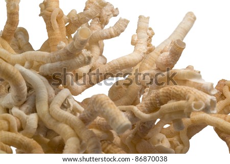 detail of some light brown serpulid worm tubes in white back Royalty-Free Stock Photo #86870038