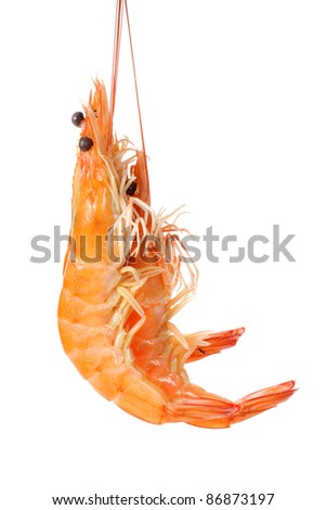 Shrimp on white background.