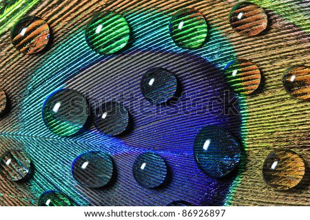 Close up shoot of a peacock's feather with drops Royalty-Free Stock Photo #86926897