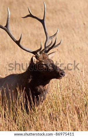 Bull elk during fall in Yellowstone national park
