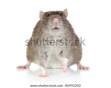 Fat Rat sits on a white background