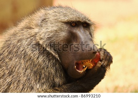 baboon eating seed