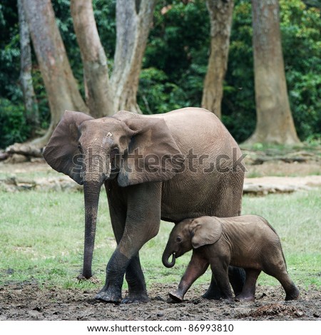 The kid the elephant calf with mum. The African Forest Elephant (Loxodonta cyclotis) is a forest dwelling elephant of the Congo Basin. Royalty-Free Stock Photo #86993810