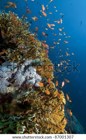 Anthias and tropical underwater life in the Red Sea.