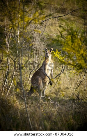 Australian Kangaroo's at sunset in the wild