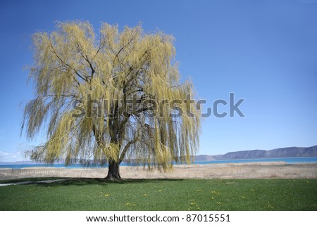 Weeping willow at a lake in springtime, USA