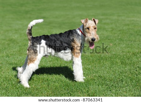 Wire Fox Terrier portrait in show pose Royalty-Free Stock Photo #87063341