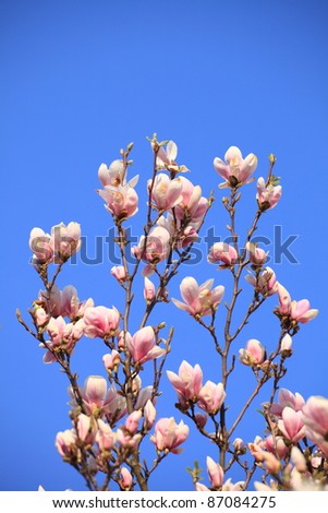 magnolia flowers on clear blue sky