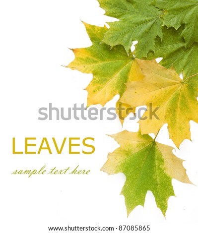 Autumn maple leaves background isolated on white with sample text