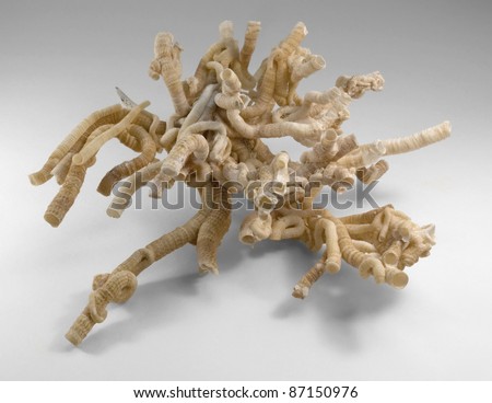some light brown serpulid worm tubes in light grey back Royalty-Free Stock Photo #87150976