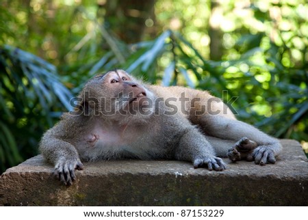 Macaque monkey in Ubud forrest, Bali